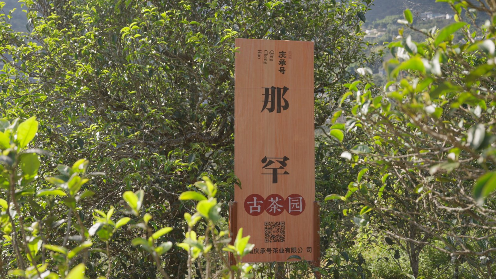 那罕茶山实拍
