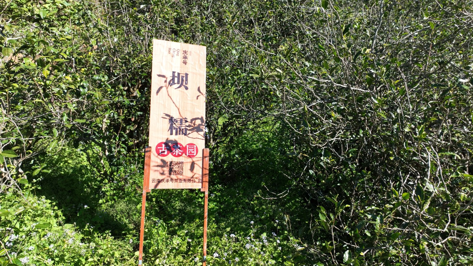 坝糯茶山实拍
