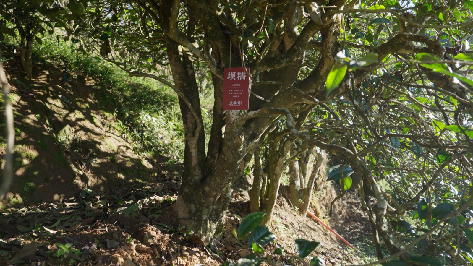 坝糯茶山实拍