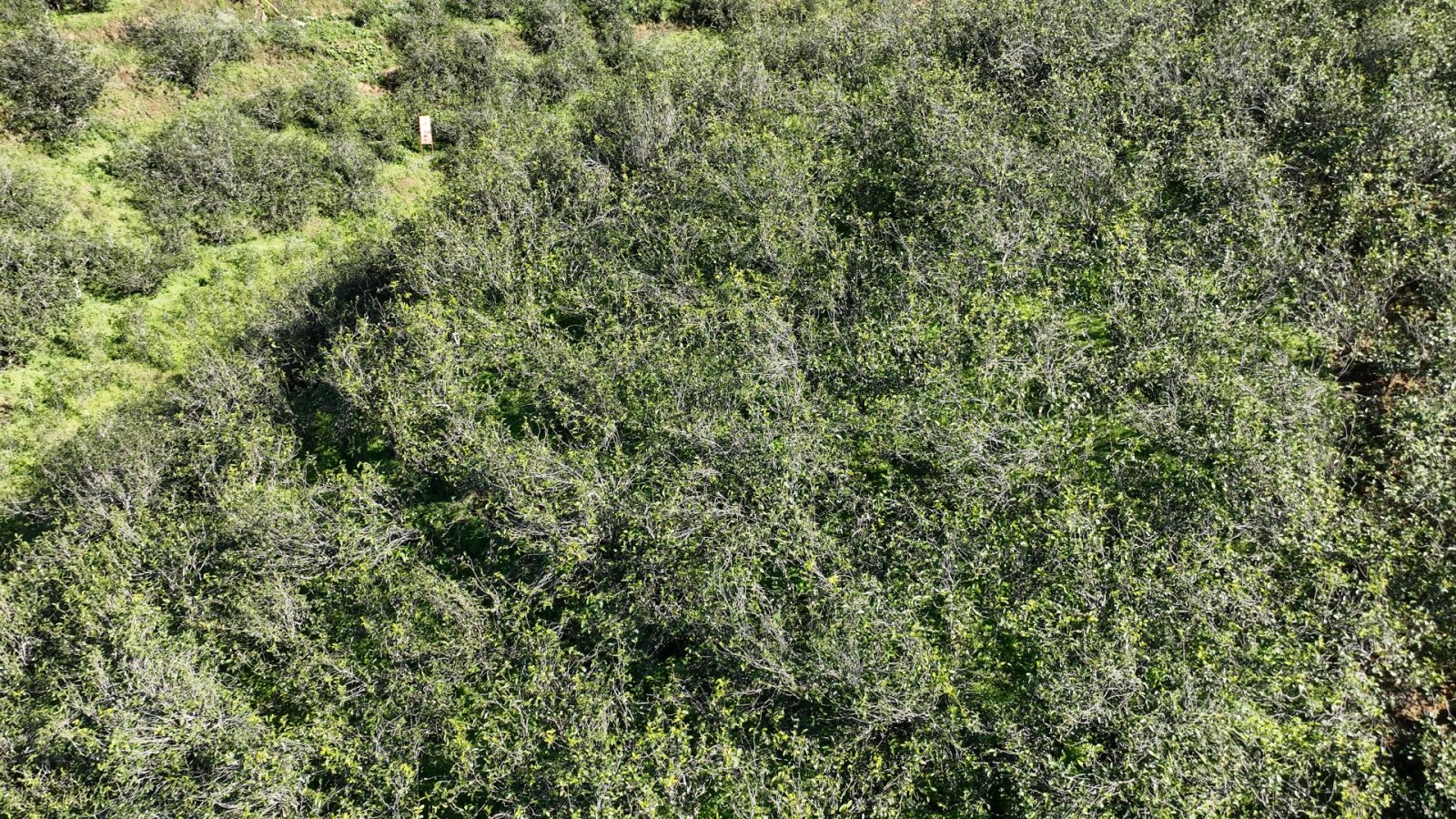 坝糯茶山实拍
