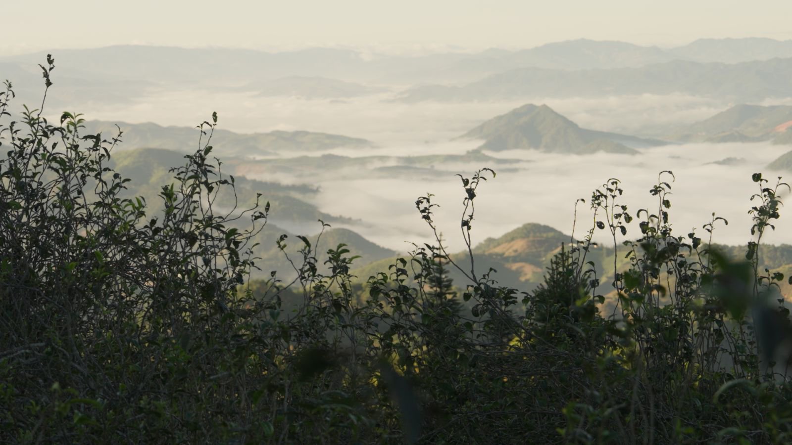 坝糯茶山实拍