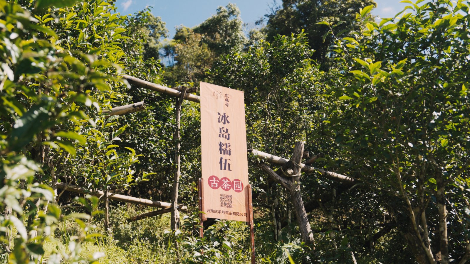 冰岛糯伍茶山实拍