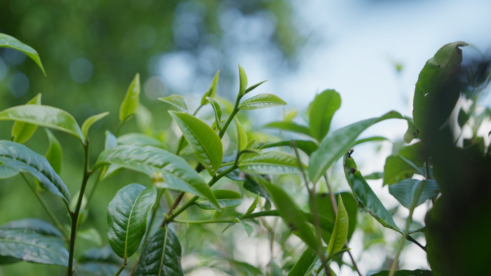 老曼峨茶山实拍