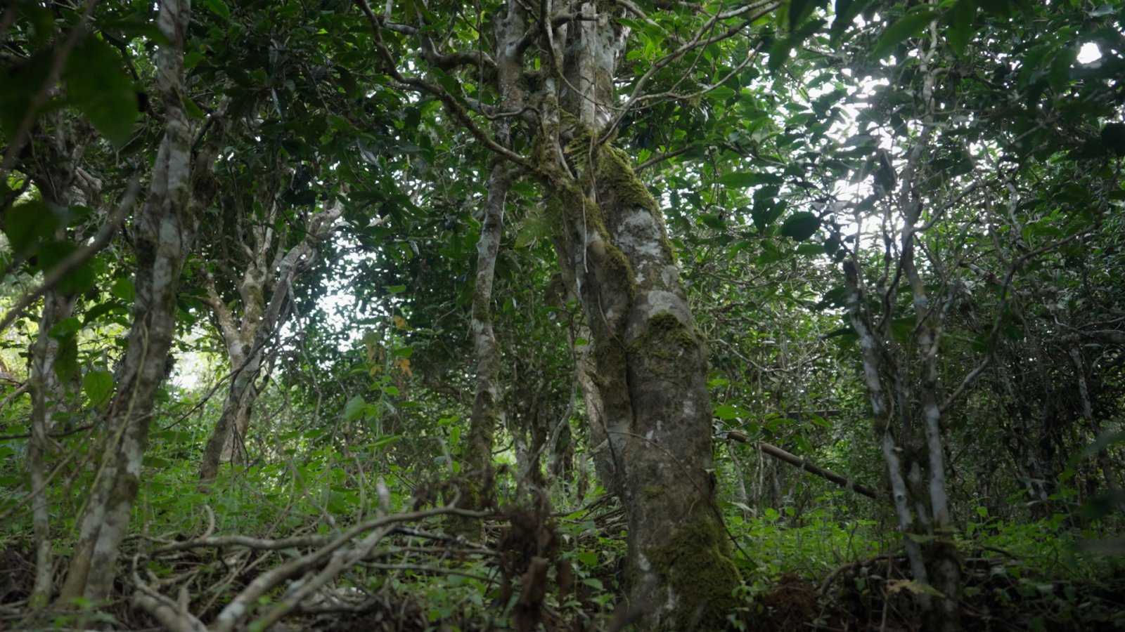 老曼峨茶山实拍