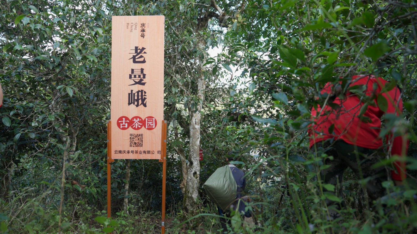 老曼峨茶山实拍