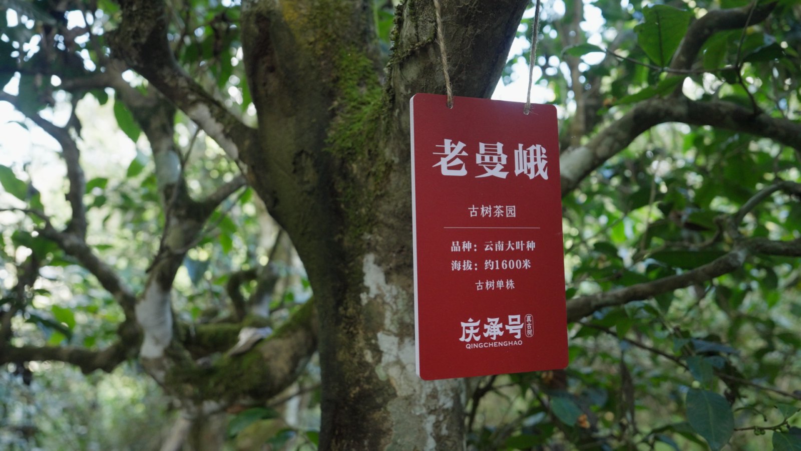 老曼峨茶山实拍