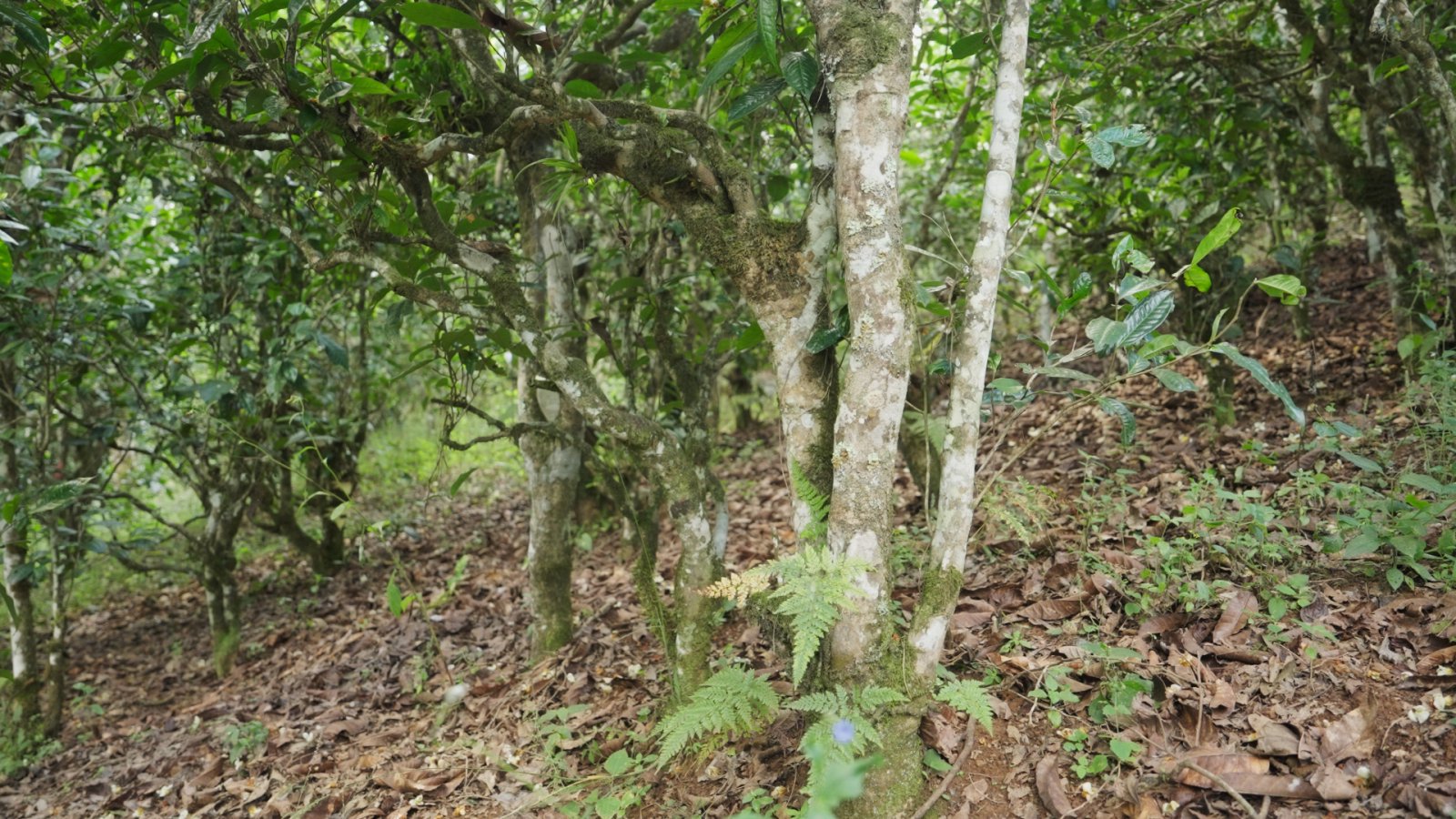 老曼峨茶山实拍