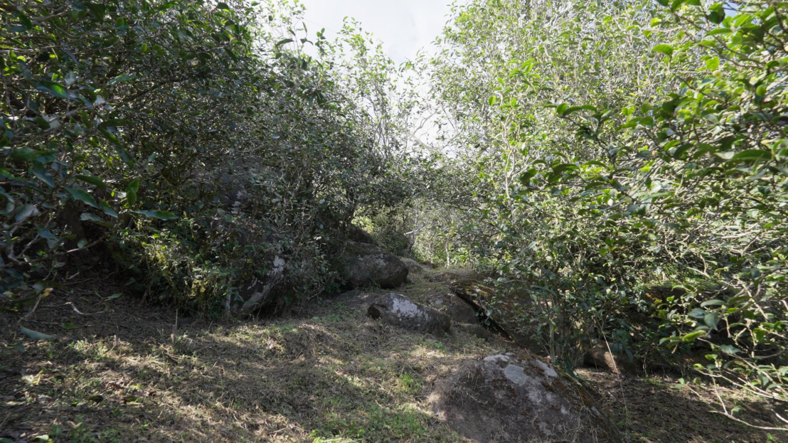 曼岗茶山实拍