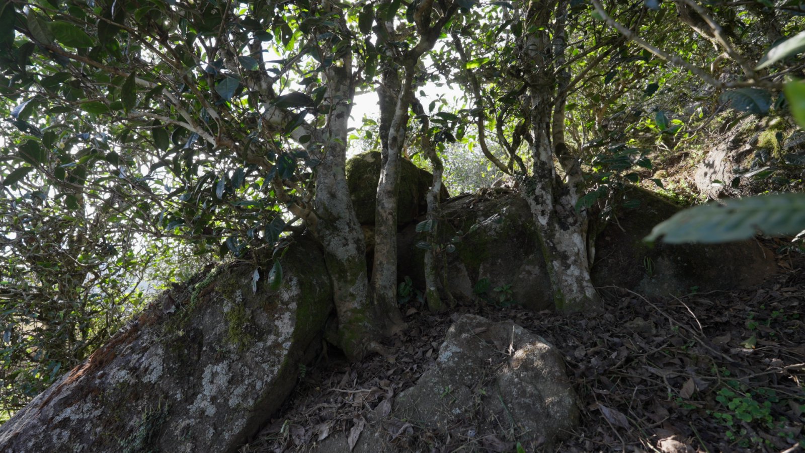 曼岗茶山实拍