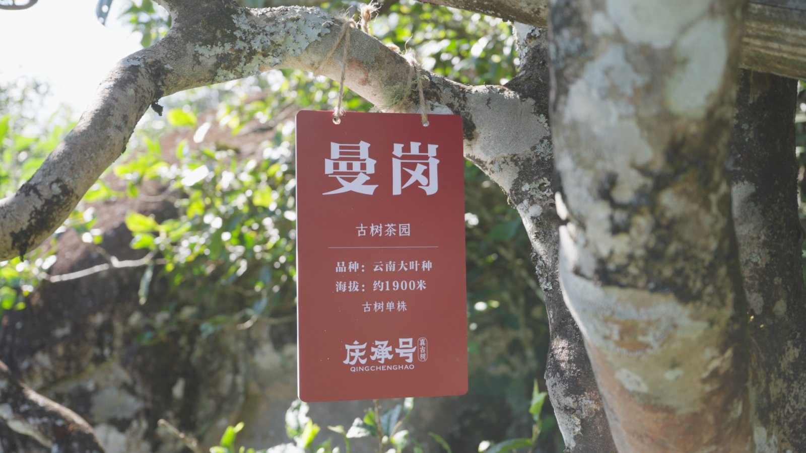 曼岗茶山实拍