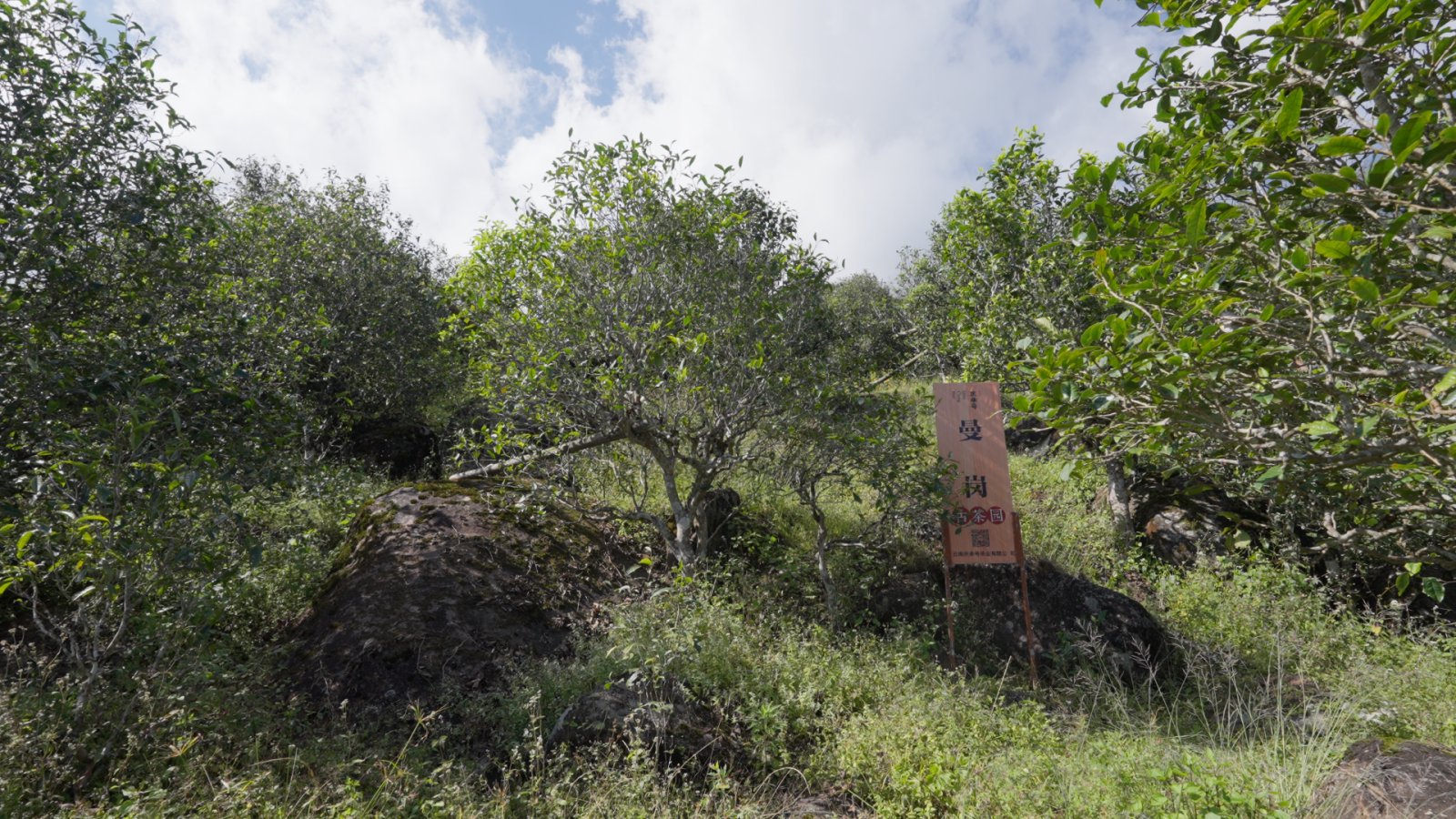 曼岗茶山实拍