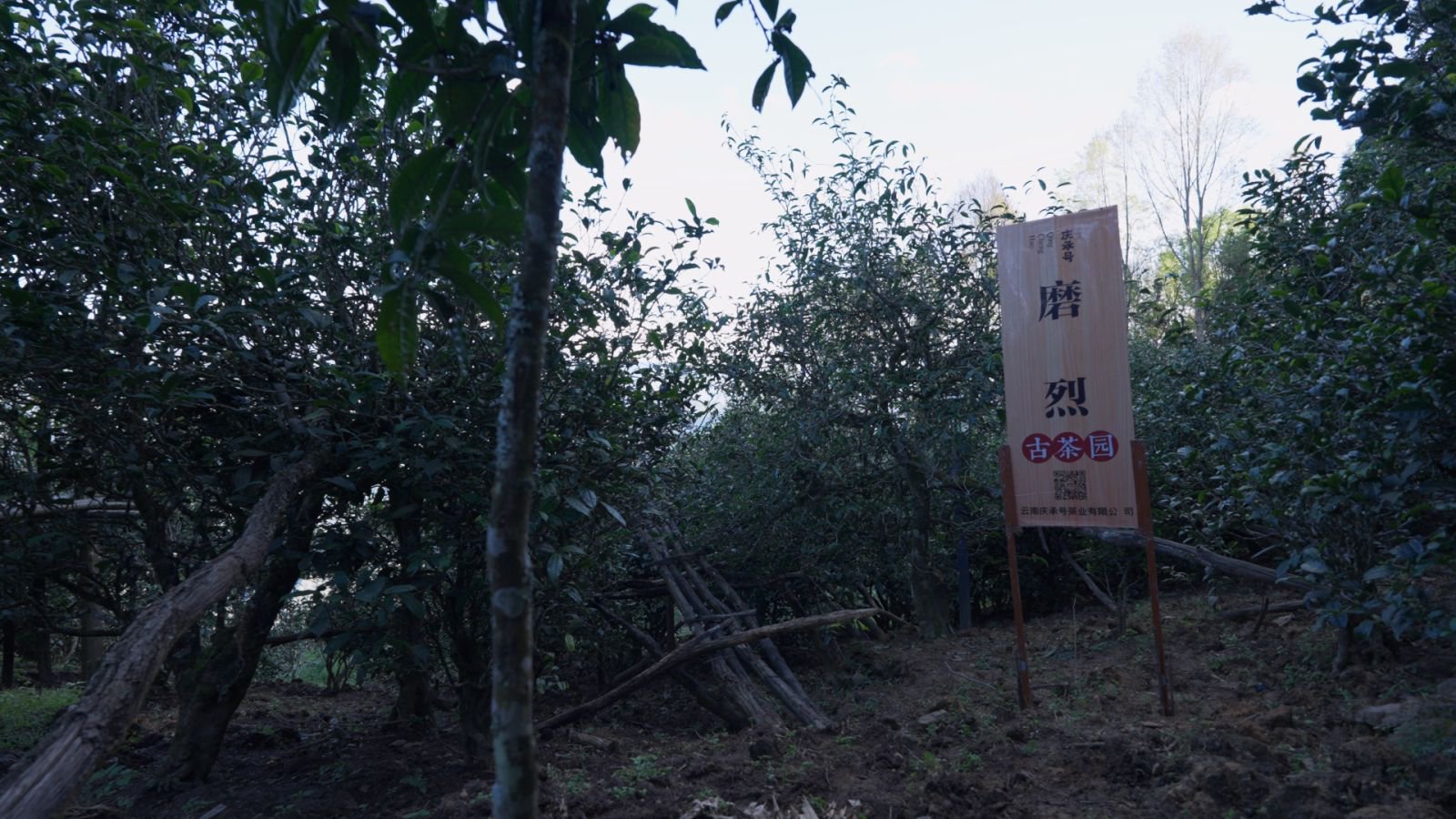 磨烈茶山实拍