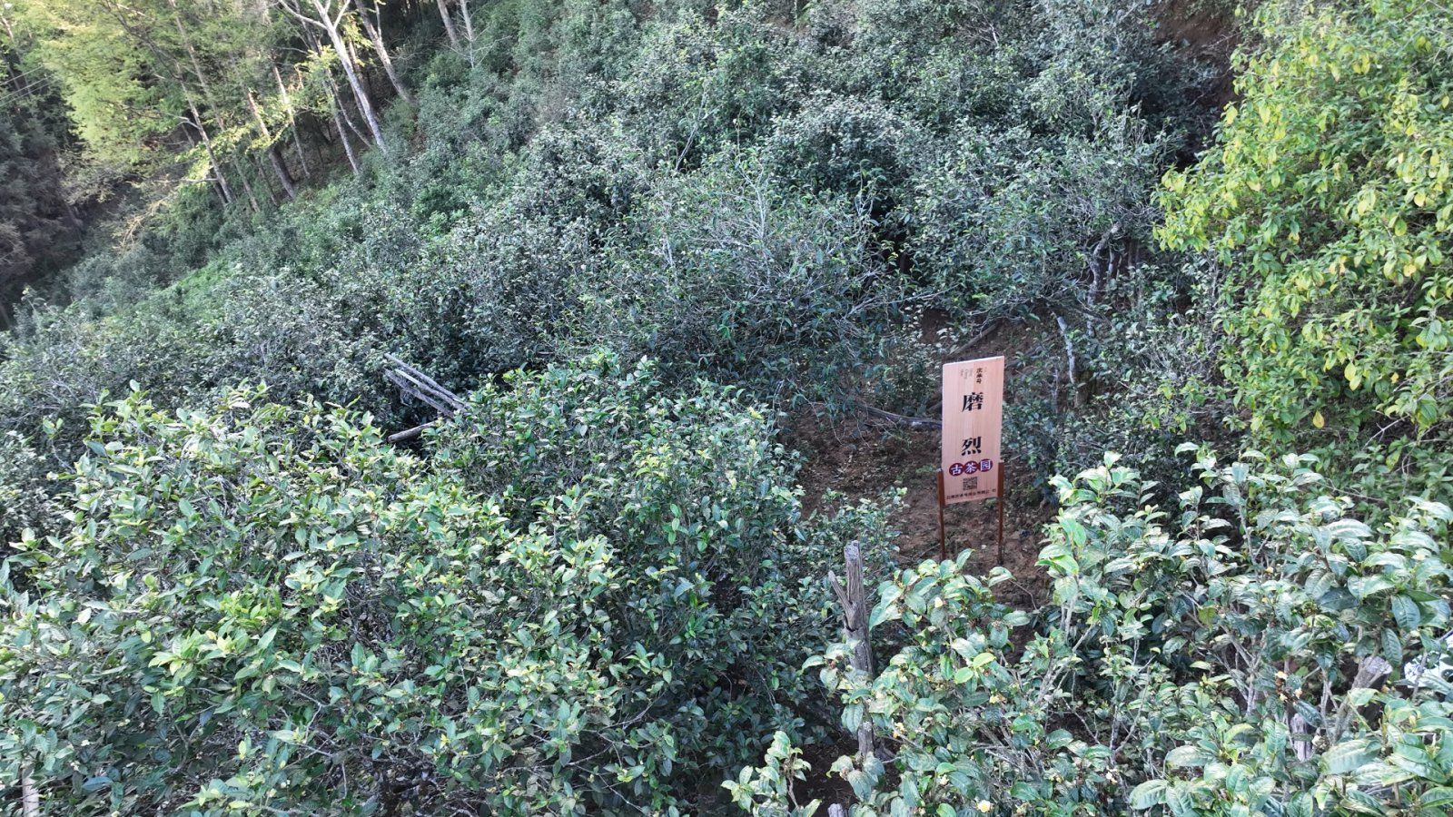 磨烈茶山实拍