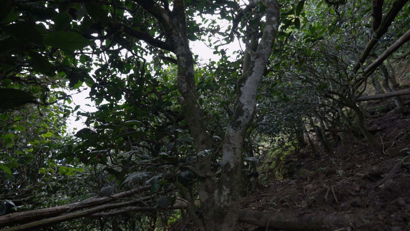 磨烈茶山实拍