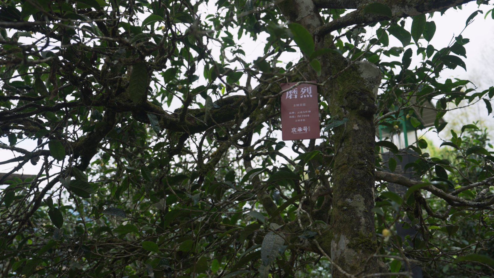 磨烈茶山实拍