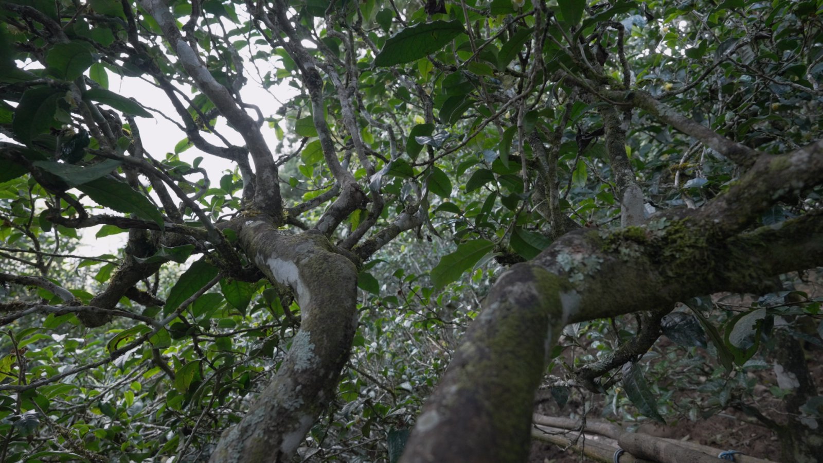 磨烈茶山实拍