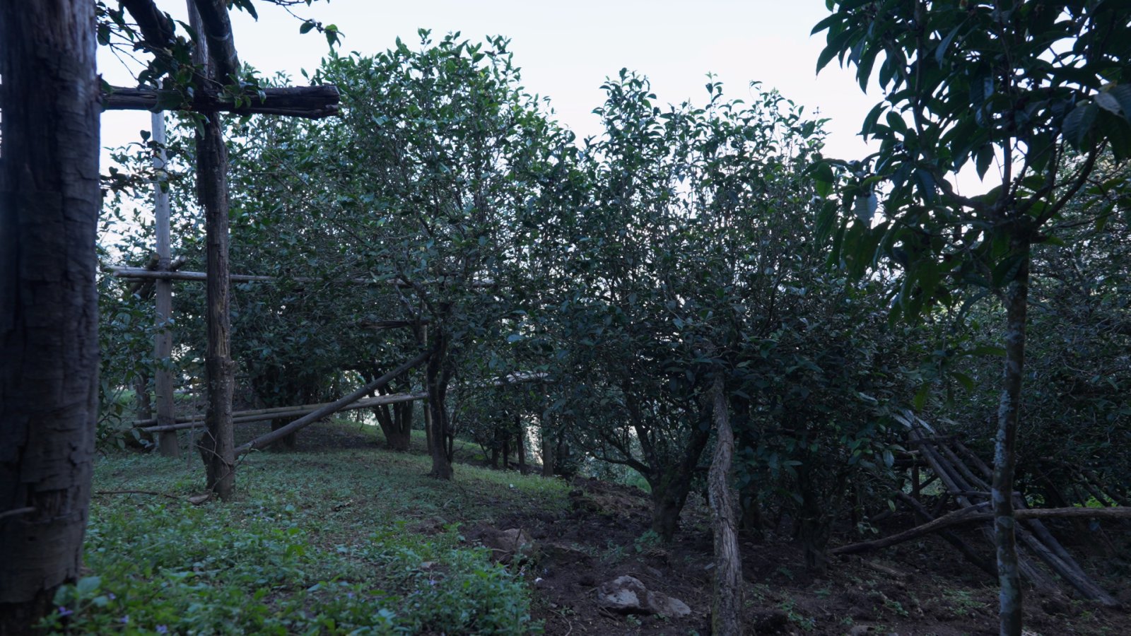 磨烈茶山实拍