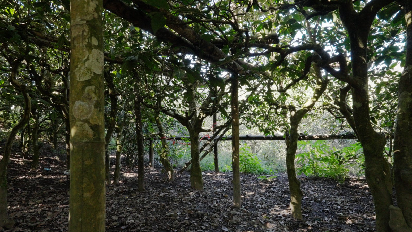 小荒田茶山实拍