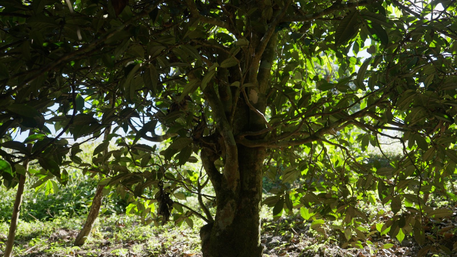 小荒田茶山实拍