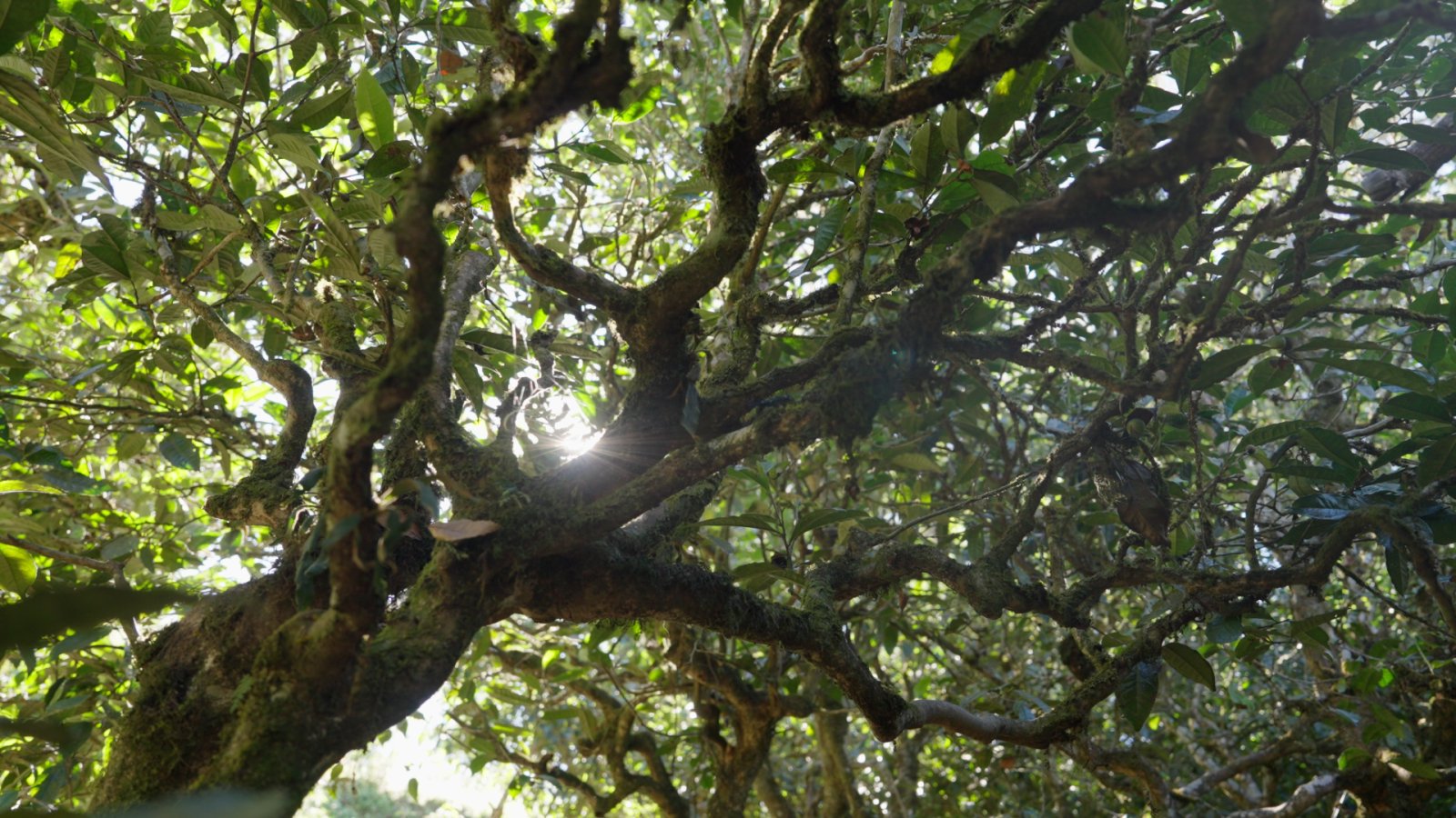 小荒田茶山实拍