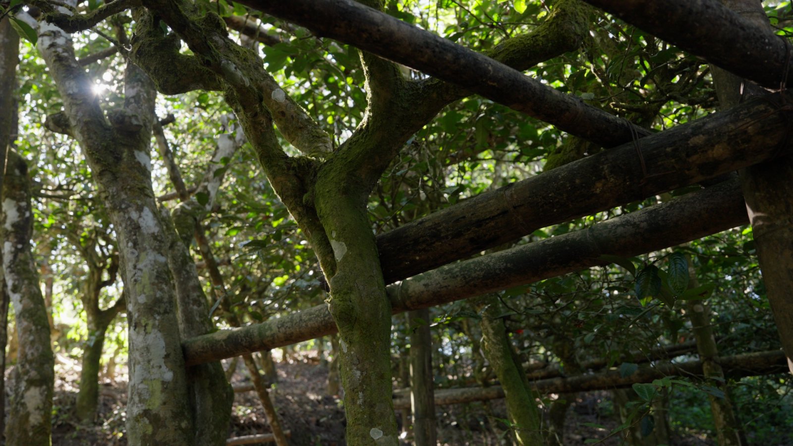 小荒田茶山实拍