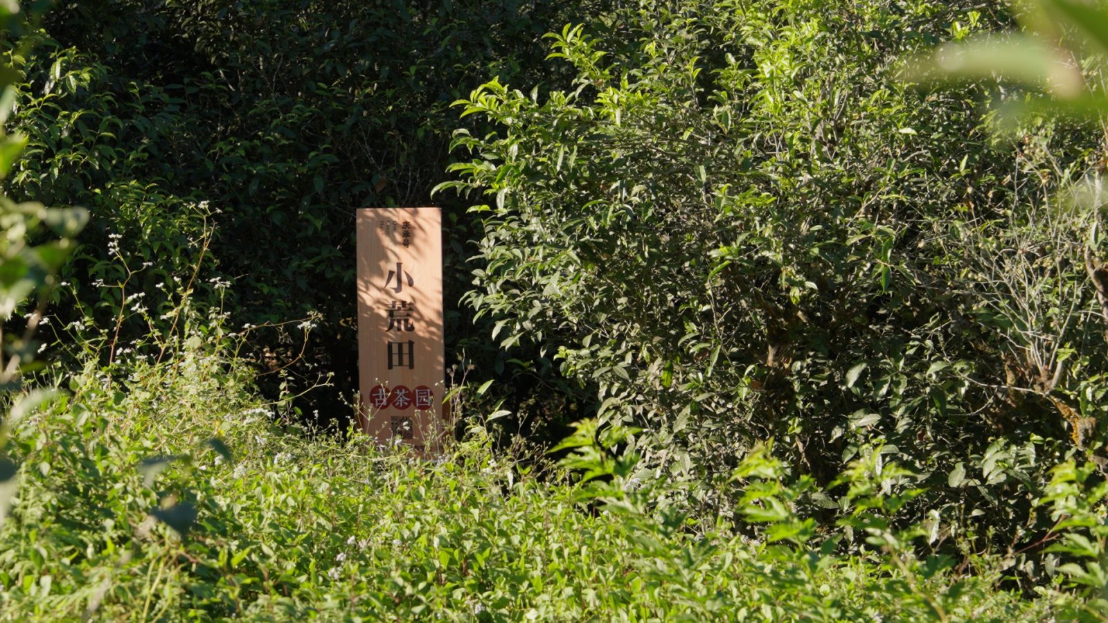小荒田茶山实拍