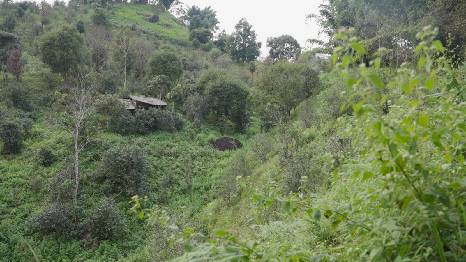 曼糯茶山实拍