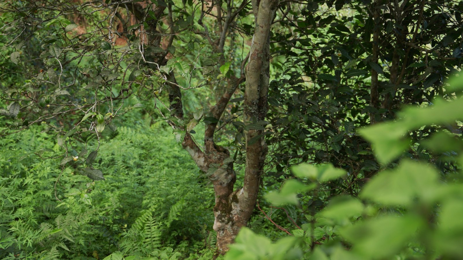 曼糯茶山实拍