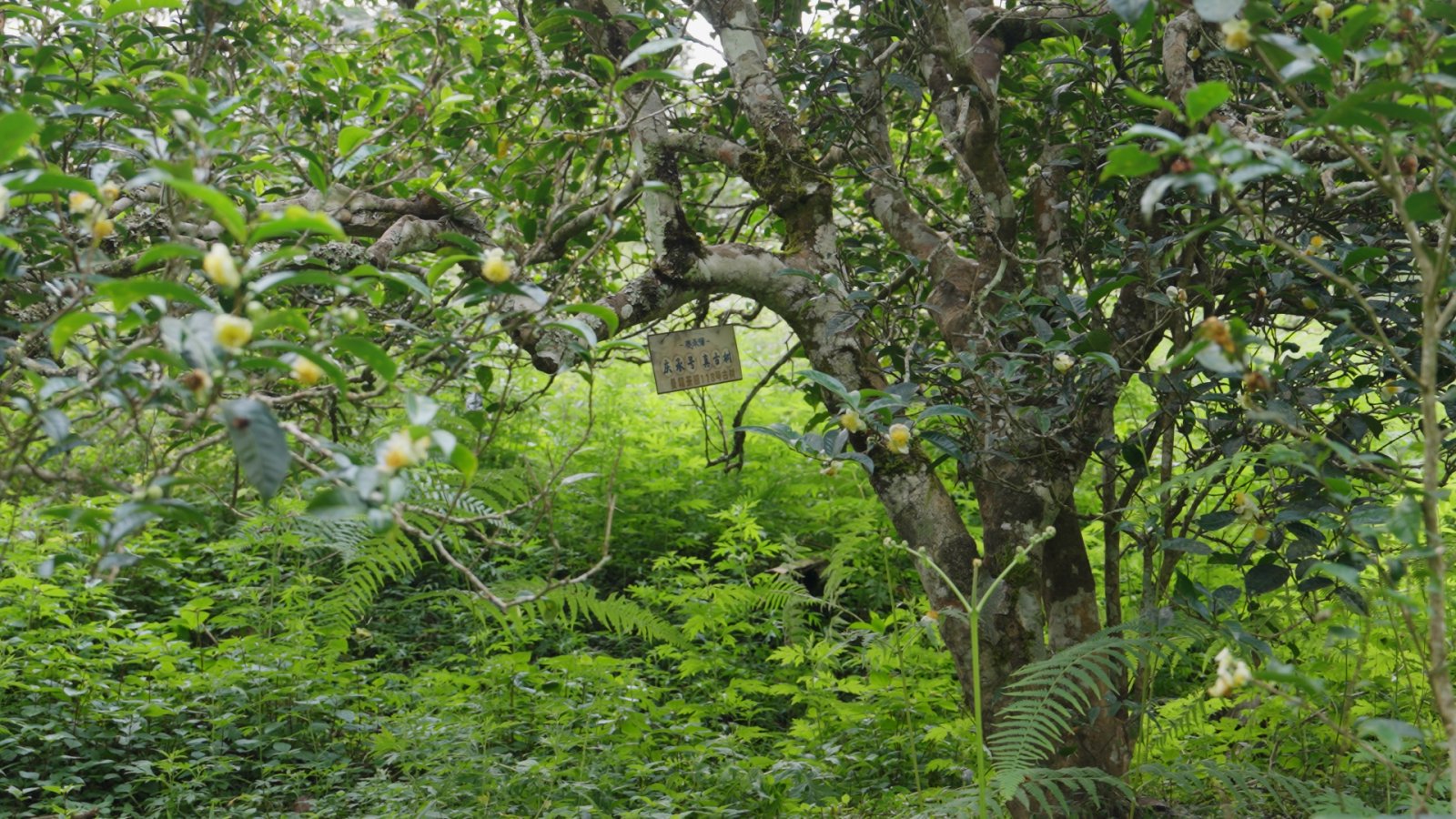 曼糯茶山实拍
