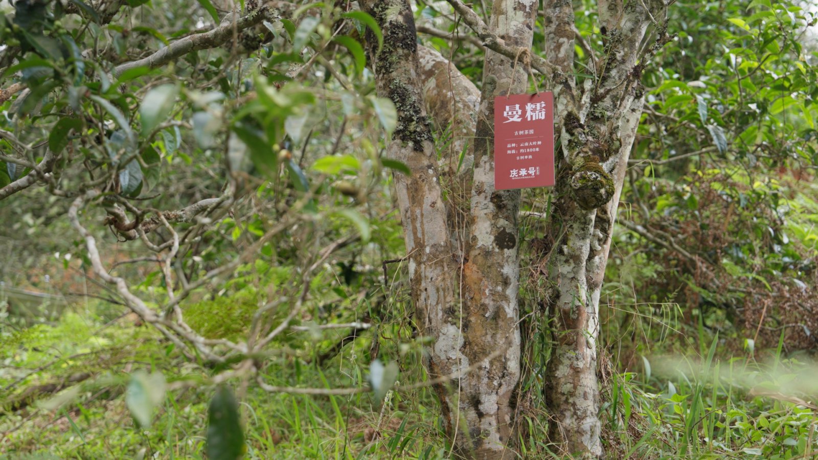 曼糯茶山实拍