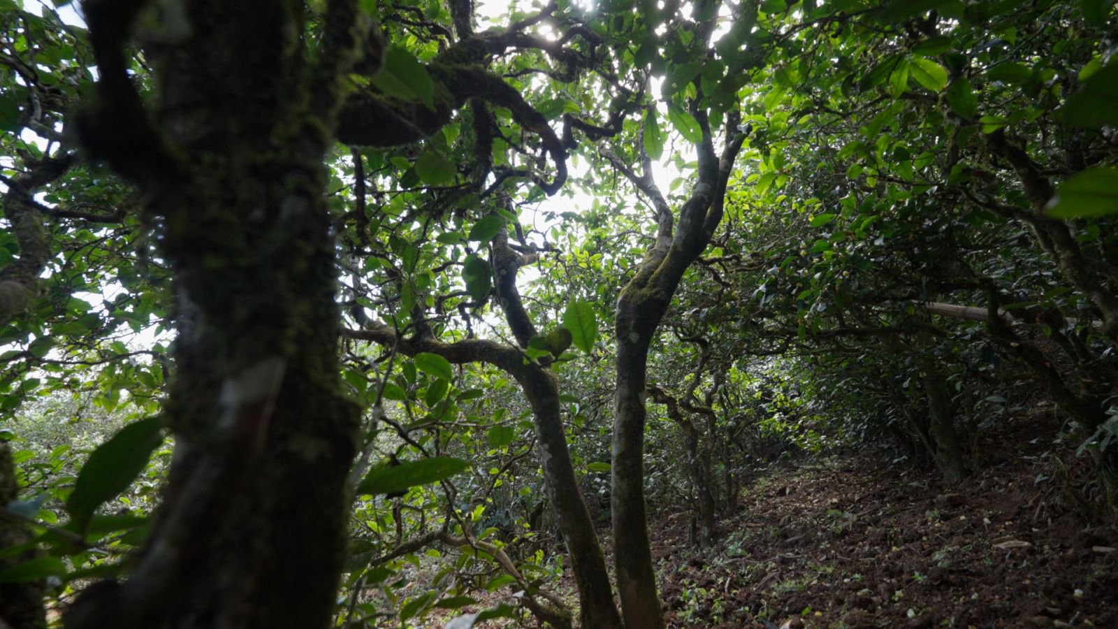 小户赛茶山实拍
