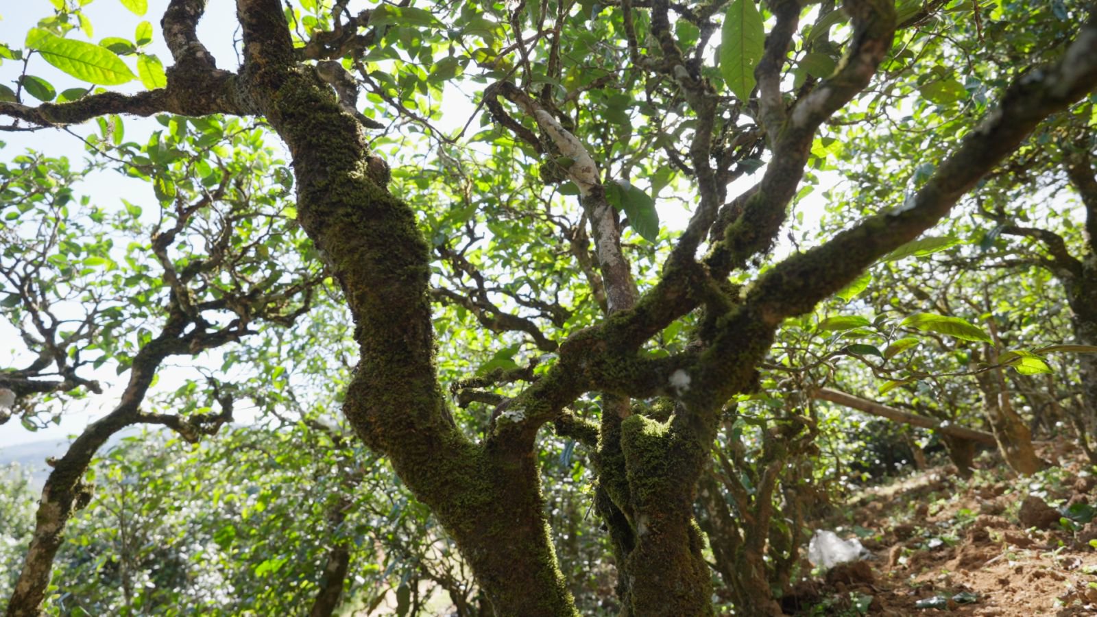 小户赛茶山实拍