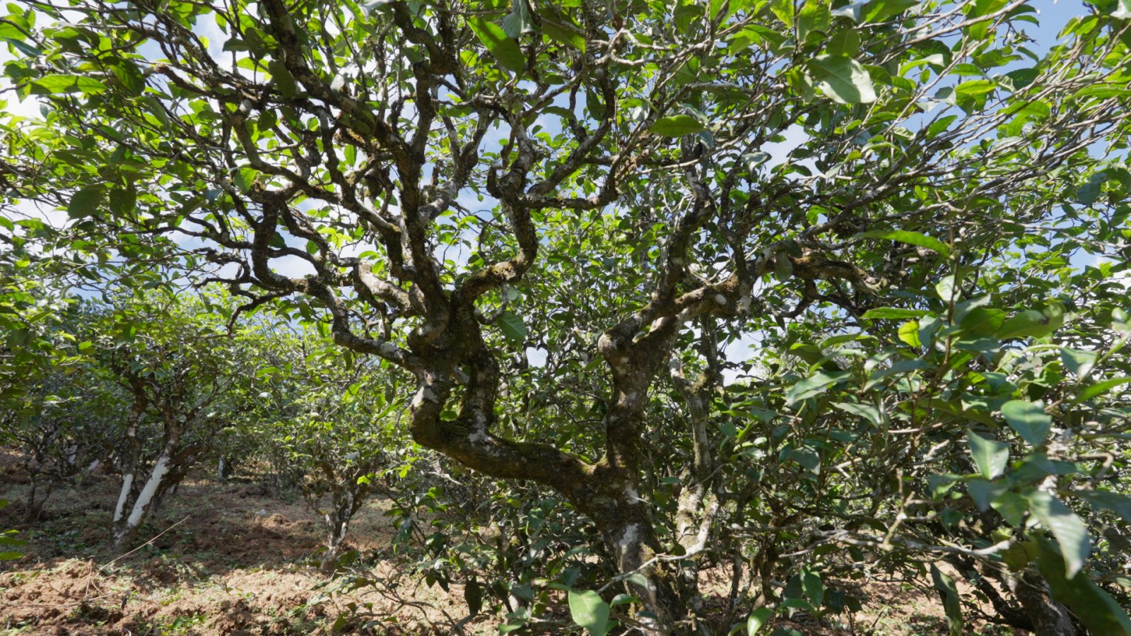 小户赛茶山实拍