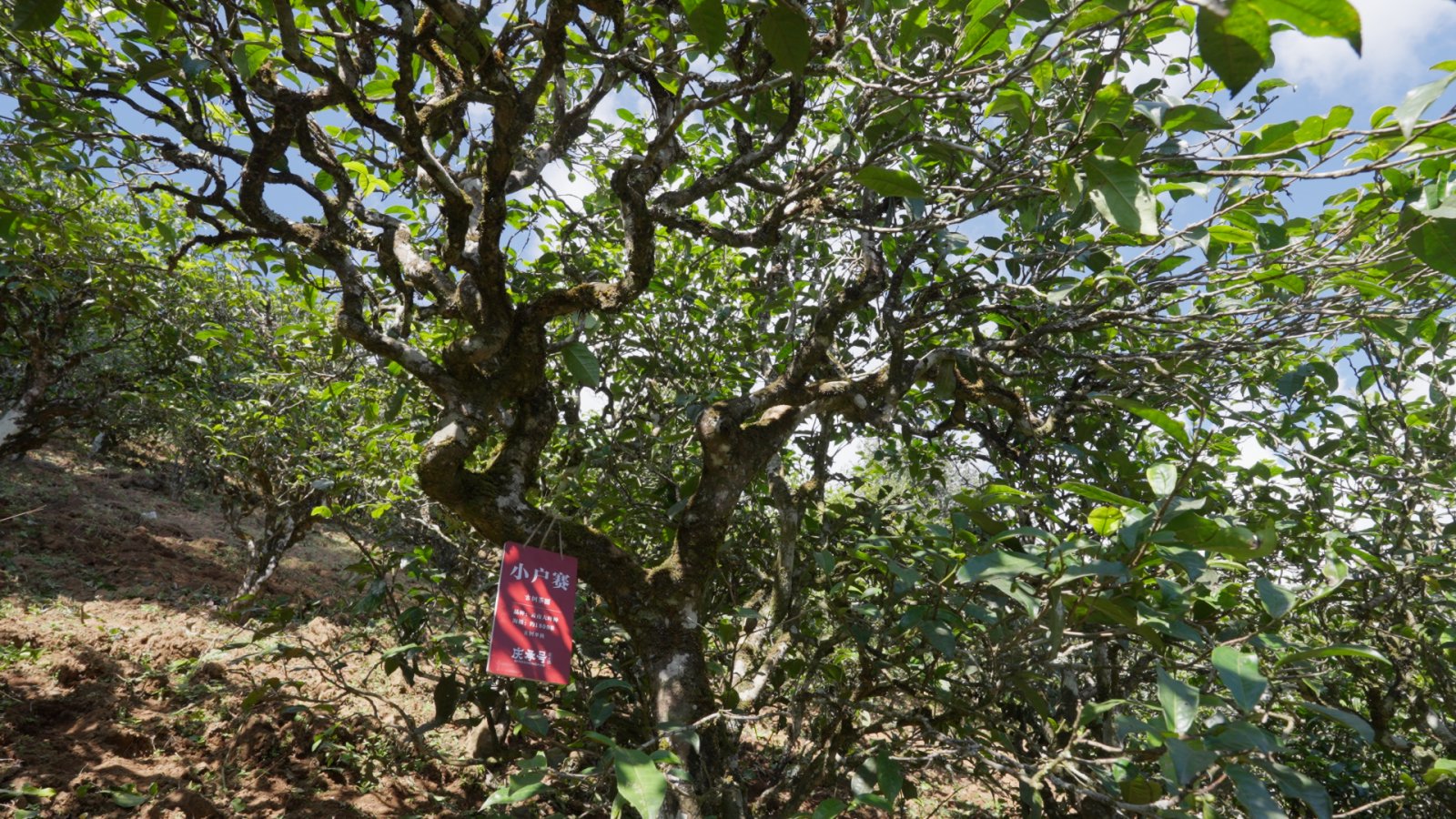 小户赛茶山实拍