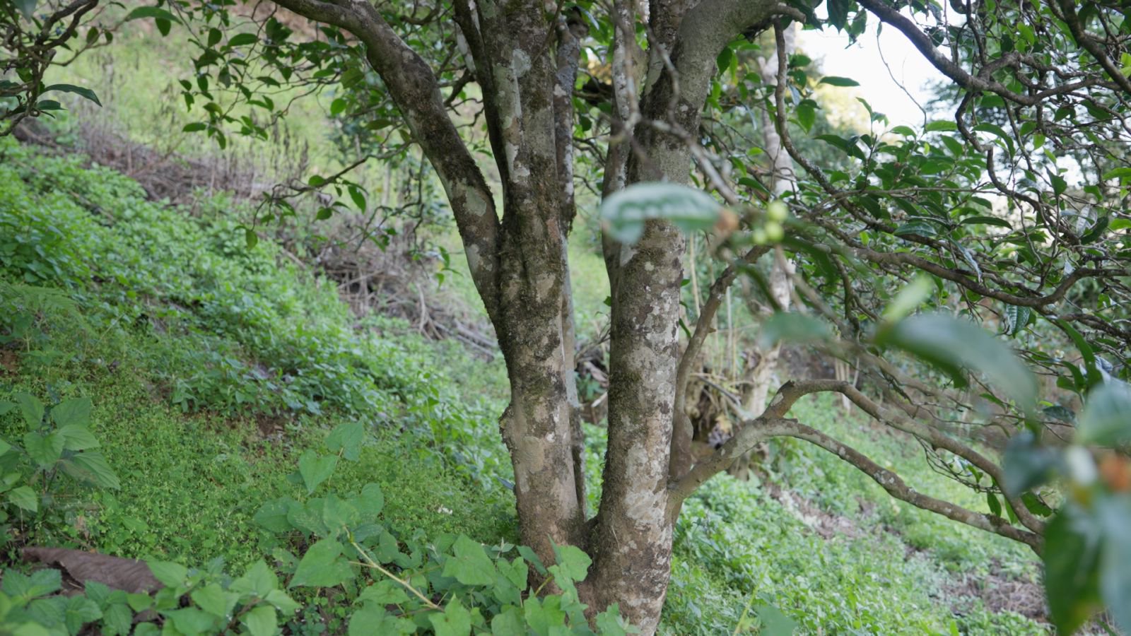 冰岛地界茶山实拍