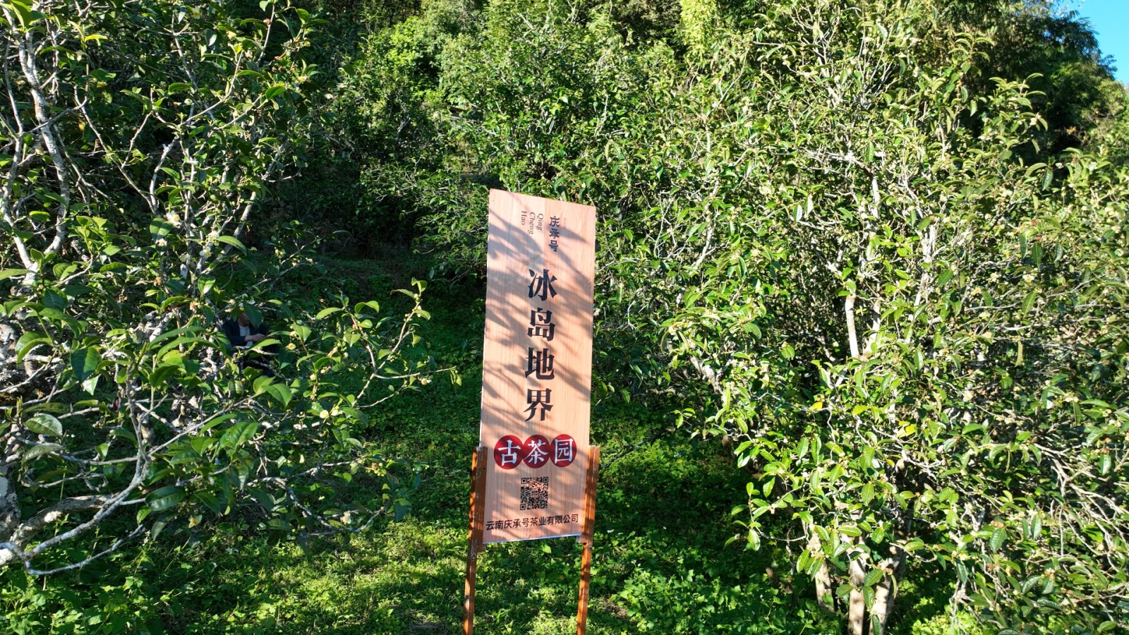 冰岛地界茶山实拍