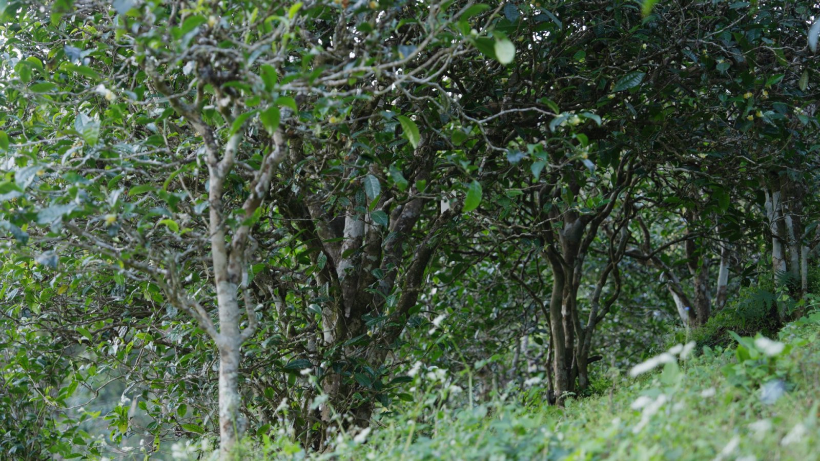 冰岛地界茶山实拍