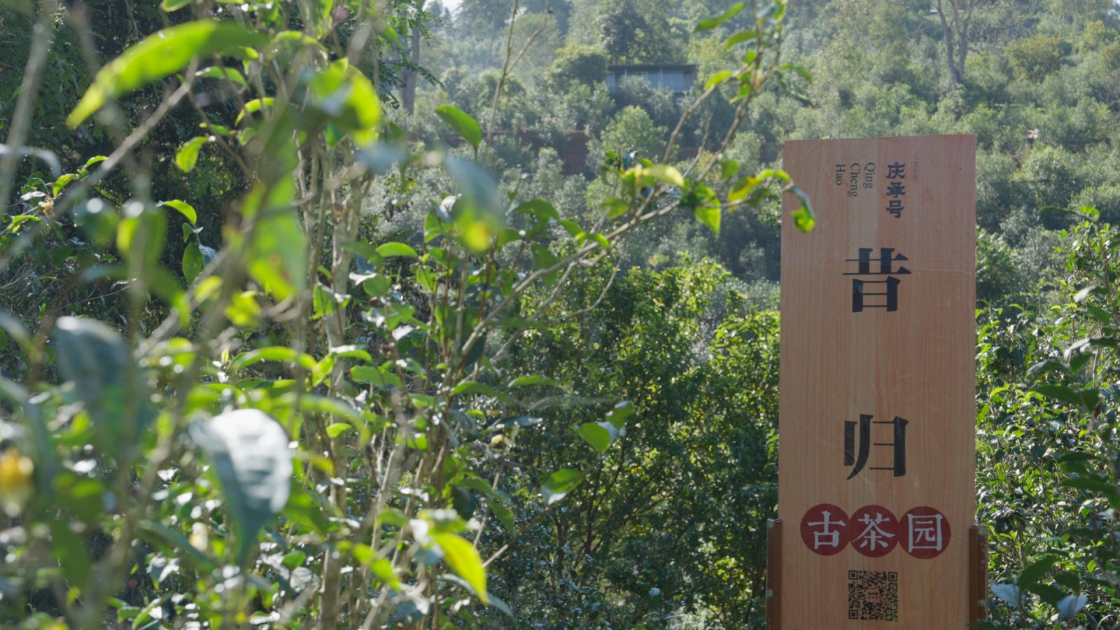 昔归茶山实拍