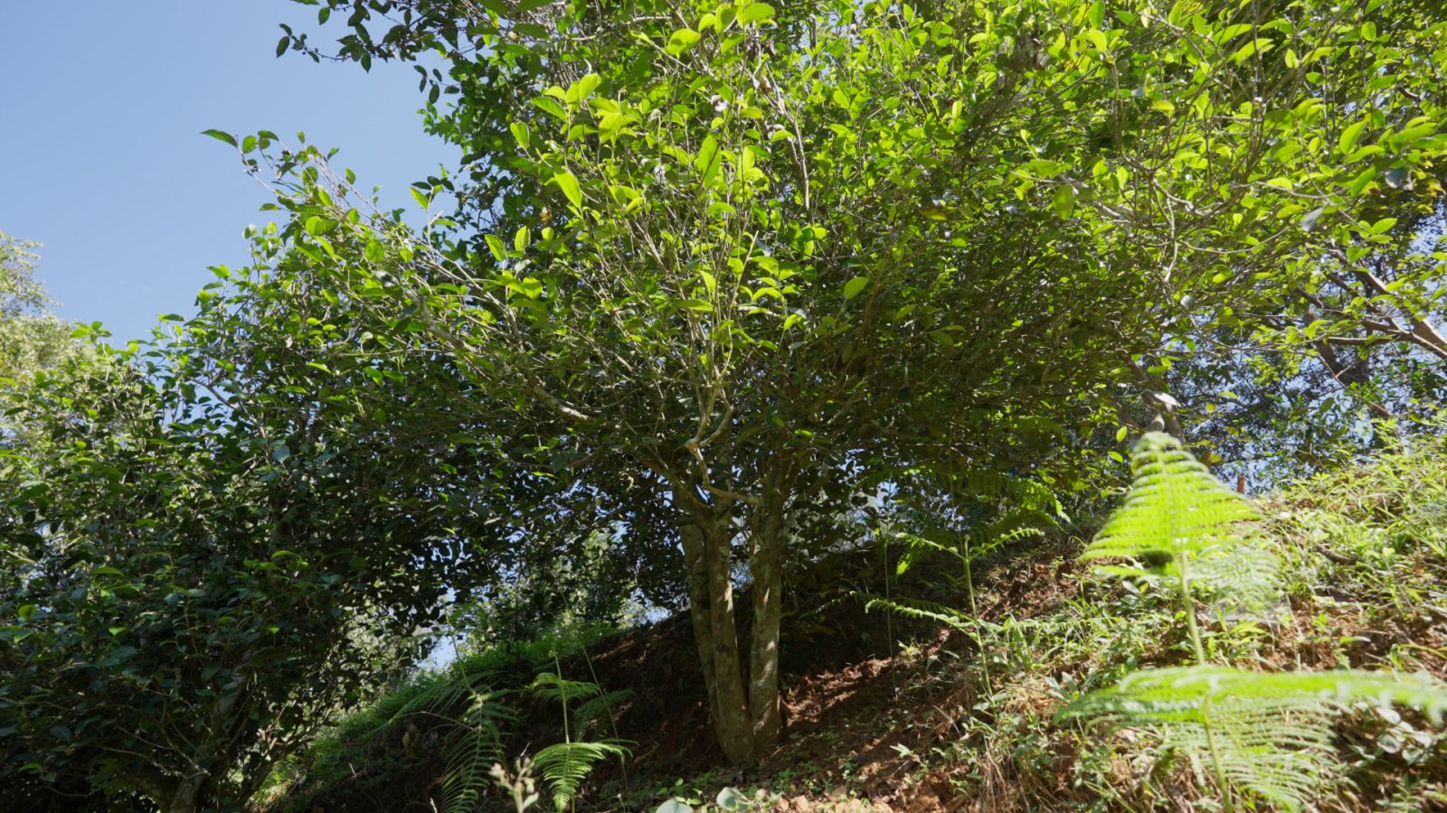 昔归茶山实拍