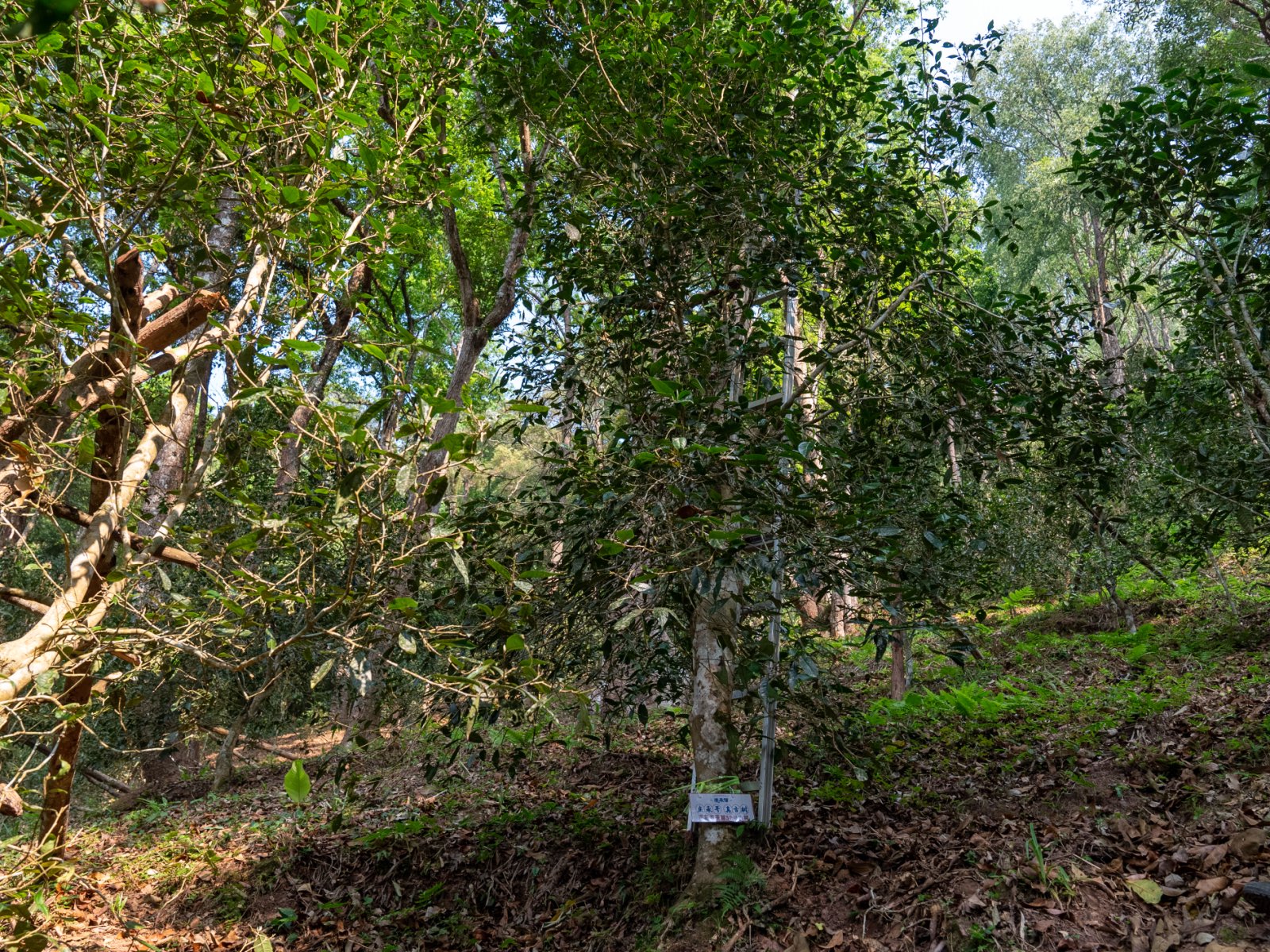 百花潭茶山实拍
