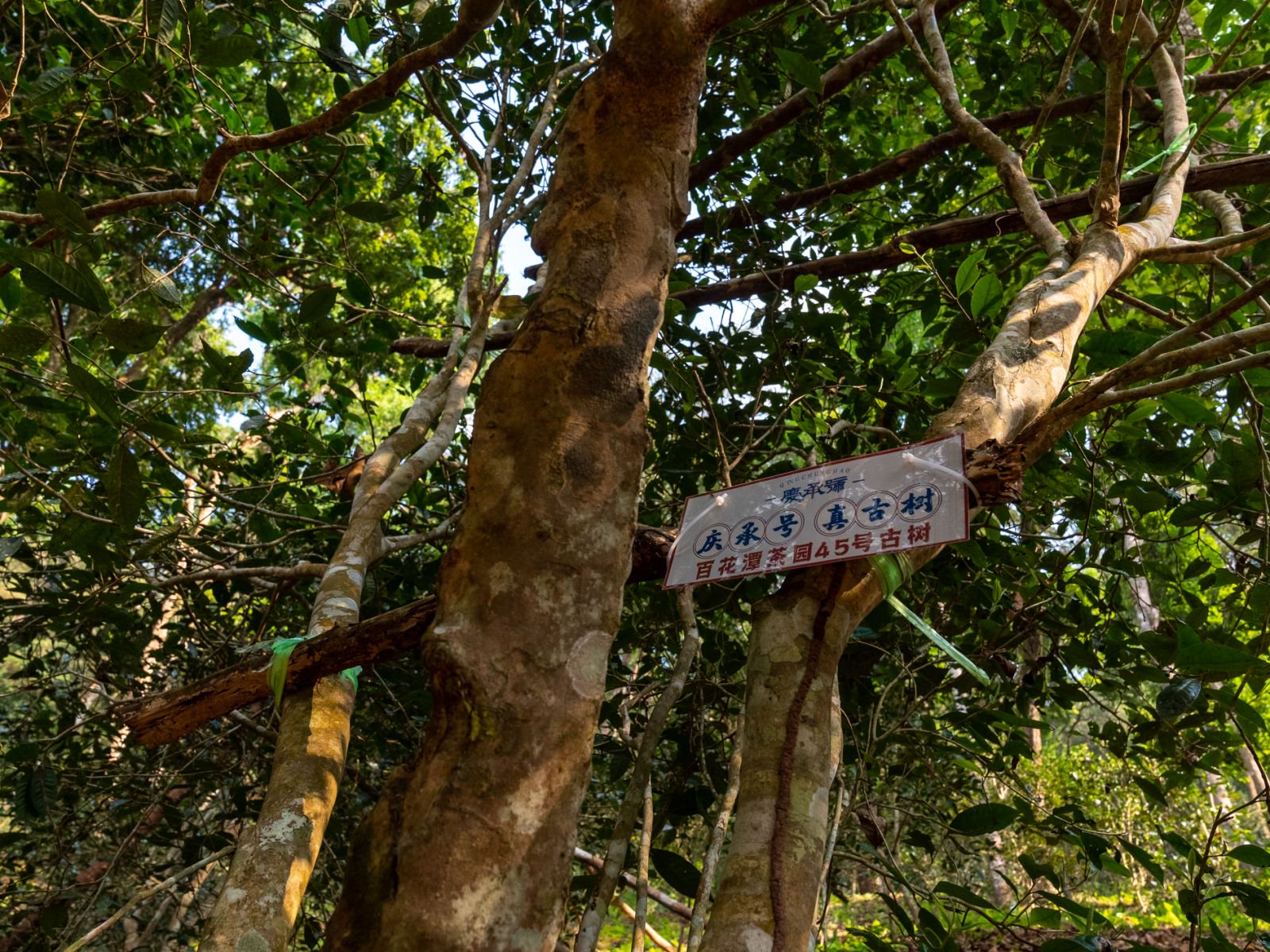 百花潭茶山实拍