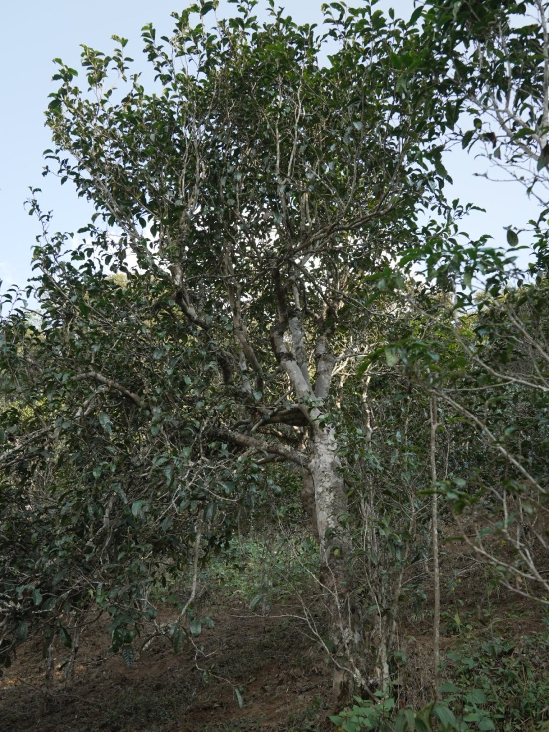 犀牛塘茶山实拍