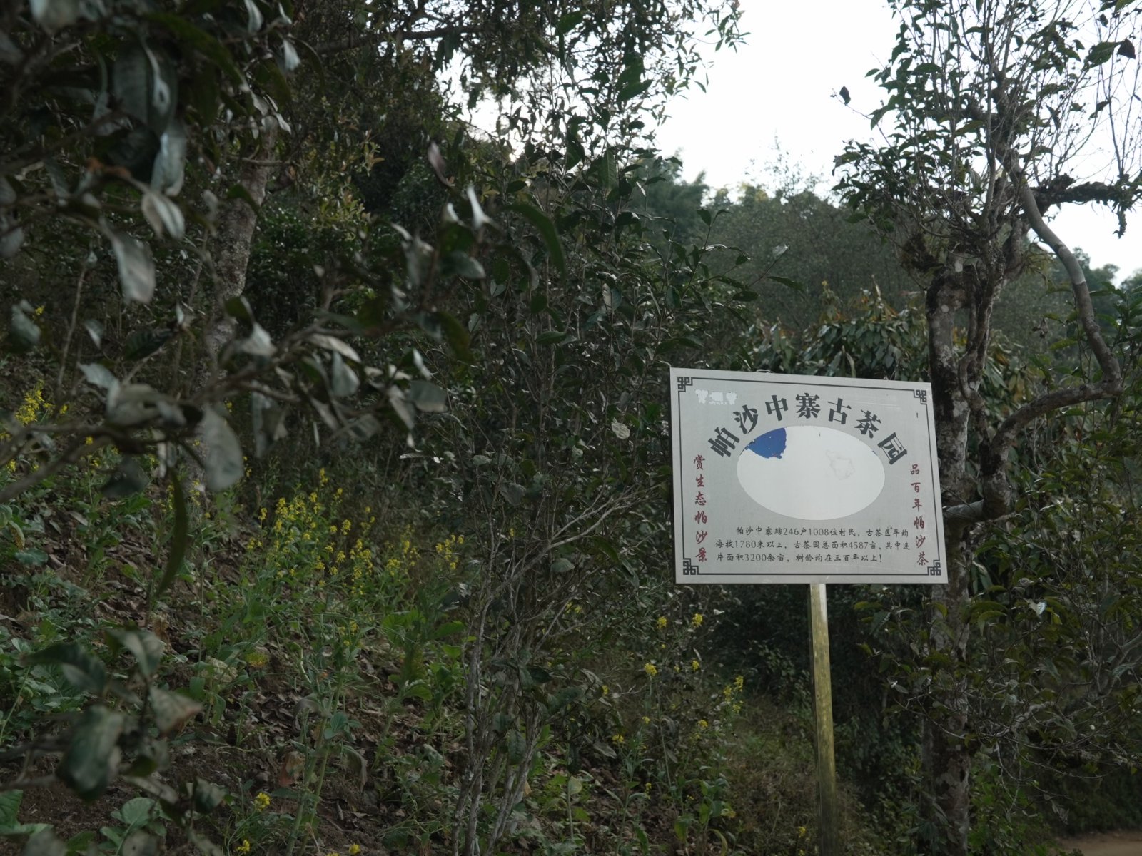犀牛塘茶山实拍