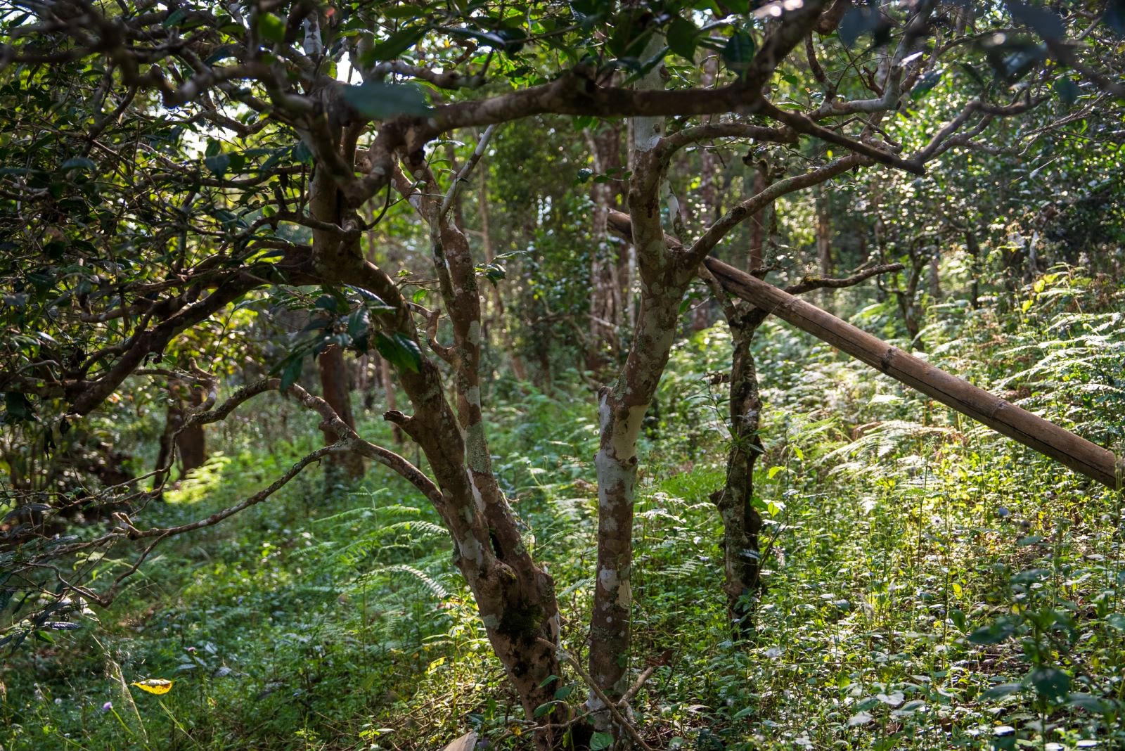 大平掌茶山实拍