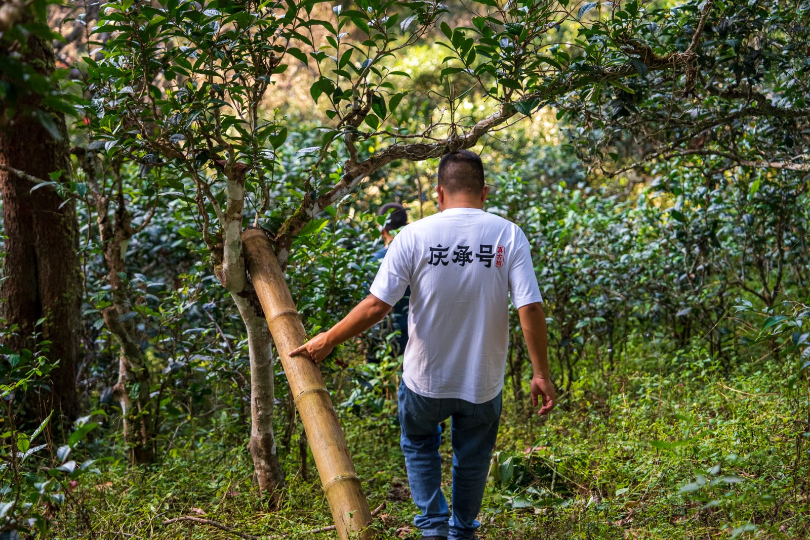 大平掌茶山实拍