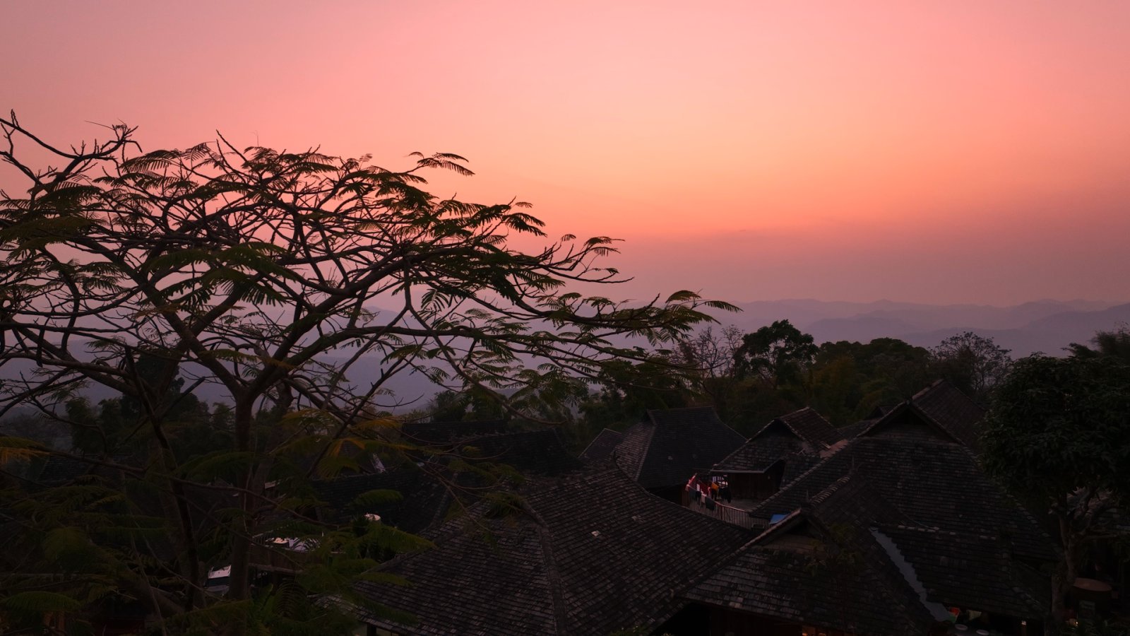 大平掌茶山实拍