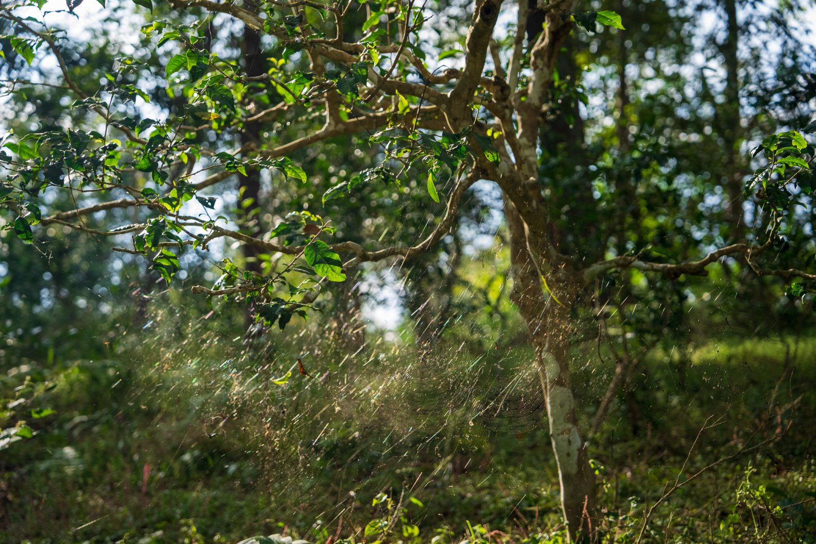 大平掌茶山实拍