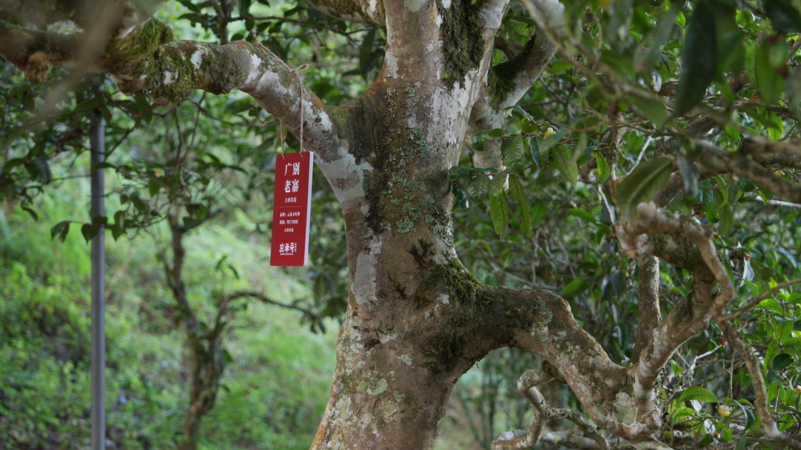 广别茶山实拍