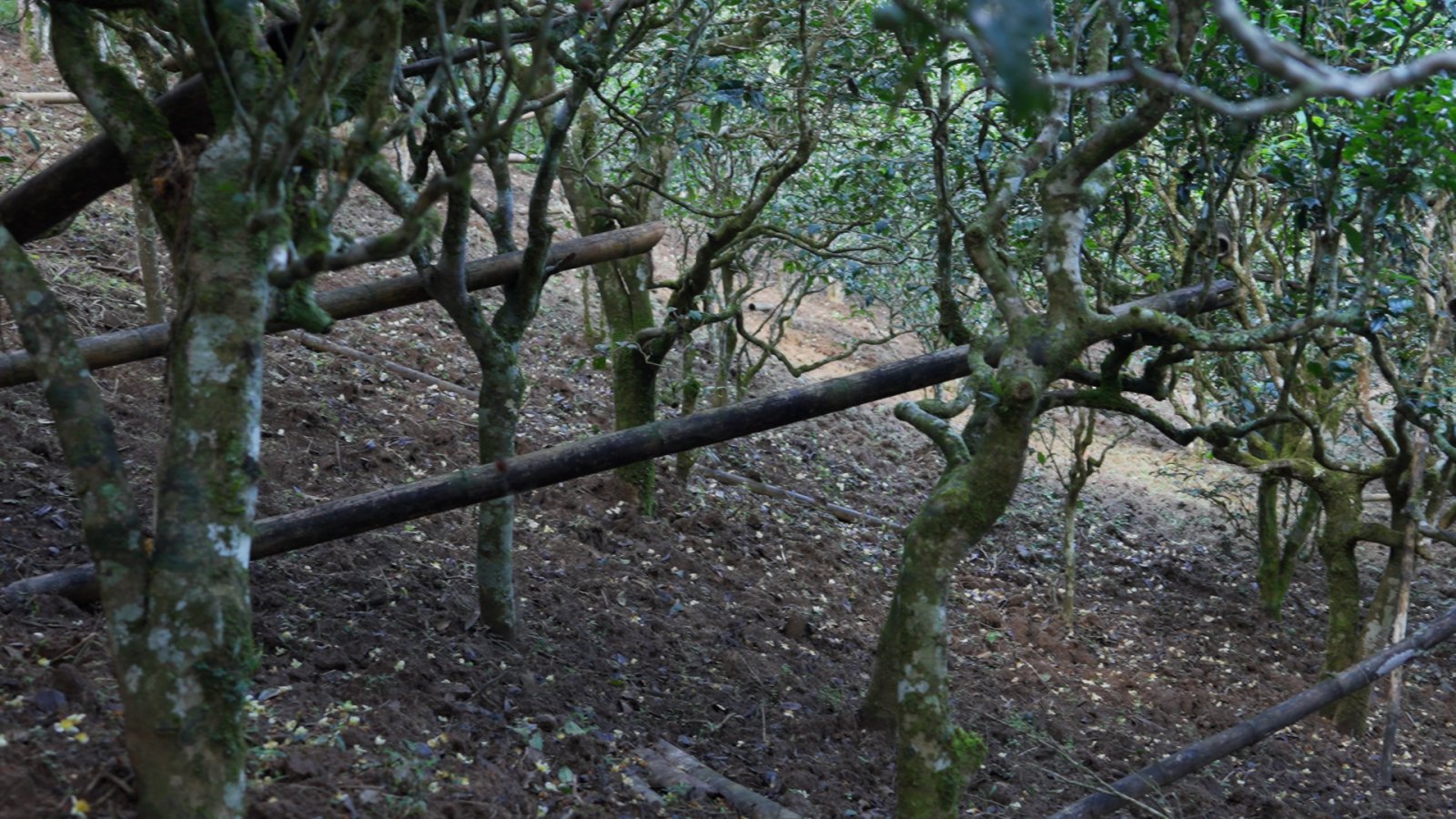广别茶山实拍