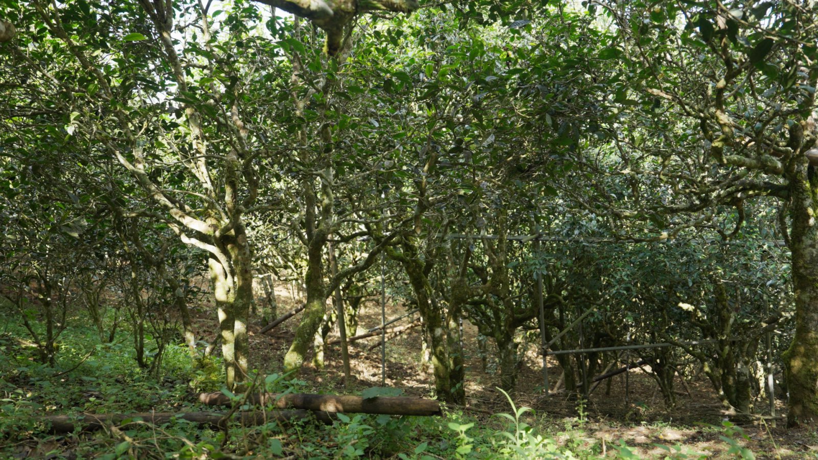 广别茶山实拍